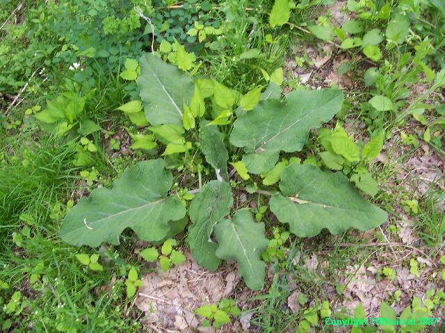 picture of burdock